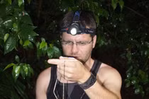 Nhân giống thành công côn trùng gậy khổng lồ, dài nửa mét