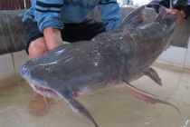 Sự thật ít người biết về cá chiên, thủy quái sông Đà