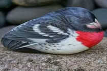 Kinh ngạc tác phẩm nghệ thuật động vật như thật từ... đá 