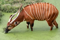 Kỳ thú loài linh dương lạ và quý, chỉ "nghiện" ăn chay 