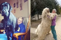 Những chú chó không hiểu mình to lớn như thế nào