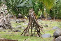 Thú vị những khám phá về loài cây biết đi bộ