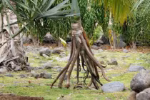 Thú vị những khám phá về loài cây biết đi bộ