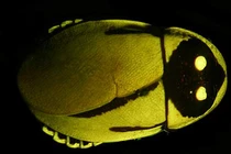 Khám phá cực thú vị về loài gián phát sáng