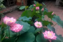 Kỳ thú loài sen từng được trồng tại nơi ở của vua chúa 