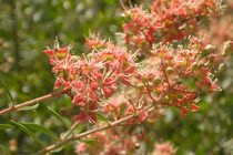 Điều bất ngờ về cây lá móng mọc quanh bờ rào VN