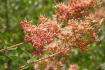 Điều bất ngờ về cây lá móng mọc quanh bờ rào VN