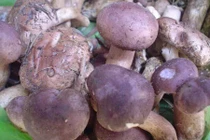 Điều thú vị về nấm tràm, đặc sản Phú Quốc