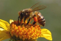 Sự thật gây sốc về thế giới quanh ta (3)