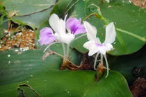 Khám phá khó tin về cây địa liền mọc hoang ở VN