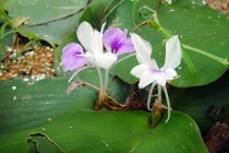 Khám phá khó tin về cây địa liền mọc hoang ở VN