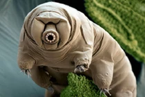 “Sốc” khả năng chịu nóng phi thường của những động vật này