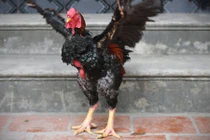 Điều ít biết về giống gà Hồ, linh vật của Việt Nam xưa