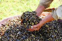 Những khám phá không thể bỏ qua về con hến