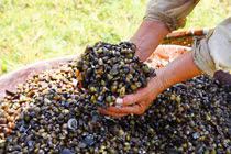 Những khám phá không thể bỏ qua về con hến