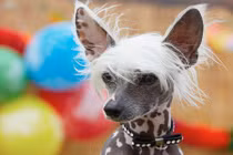 Tận mục giống chó có mào trụi lông quái đản 