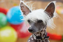 Tận mục giống chó có mào trụi lông quái đản 