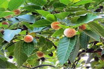 Điều ít ai hay về cây gáo vàng được ưa chuộng ở Việt Nam