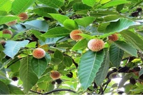 Điều ít ai hay về cây gáo vàng được ưa chuộng ở Việt Nam