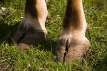 Con người sống tốt nhờ... cơ thể động vật