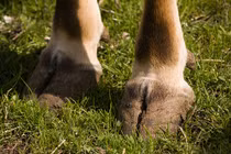 Con người sống tốt nhờ... cơ thể động vật