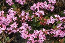 Khám phá cây thụy hương cực bắt mắt ở Việt Nam 