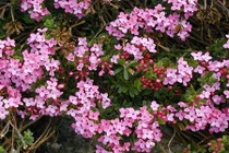 Khám phá cây thụy hương cực bắt mắt ở Việt Nam 