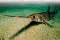 Sự thật gây sốc về cá mập (2) 