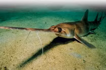 Sự thật gây sốc về cá mập (2) 