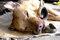 Gay cấn, xúc động chuyện những chú chó xả thân cứu người