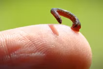 Khám phá rợn người về loài vắt