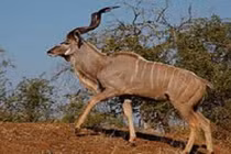 Khám phá ít người biết về linh dương Kudu