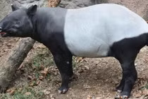 Khám phá mới về loài lợn vòi gây kinh ngạc