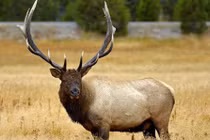 Sự thật ít người biết về nai sừng tấm Bắc Mỹ