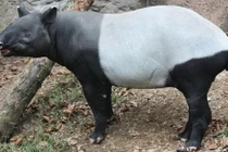 Khám phá mới về loài lợn vòi gây kinh ngạc