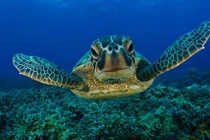 Những sự thật thú vị ít biết về loài rùa