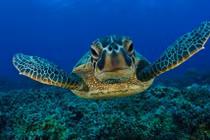 Những sự thật thú vị ít biết về loài rùa