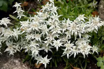 Khám phá "choáng" loài hoa núi nổi tiếng, quốc hoa Thụy Sĩ