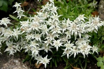 Khám phá "choáng" loài hoa núi nổi tiếng, quốc hoa Thụy Sĩ