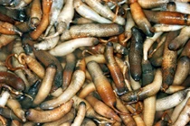 Con bông thùa kỳ lạ và khám phá thú vị ít ai hay