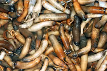 Con bông thùa kỳ lạ và khám phá thú vị ít ai hay