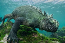 Quái vật Godzilla ngoài đời thực hóa ra ở ngay gần con người