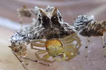 Những loài động vật nhỏ mang sức mạnh của kẻ khổng lồ