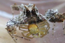 Những loài động vật nhỏ mang sức mạnh của kẻ khổng lồ