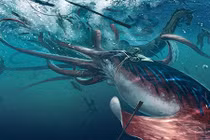 Khám phá gây choáng về mực khổng lồ 