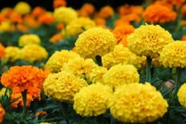 Loài hoa quen thuộc có thể kháng ung thư ở Việt Nam