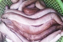 Sự thật gây choáng về cá ninja biển Nam Trung bộ