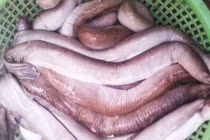 Sự thật gây choáng về cá ninja biển Nam Trung bộ