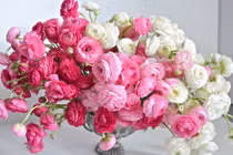 Tiết lộ bất ngờ về hoa mao lương gây “sốt” ở Việt Nam