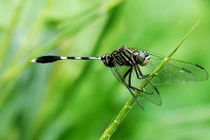 Khám phá về sát thủ trong thế giới động vật, quen thuộc ở VN